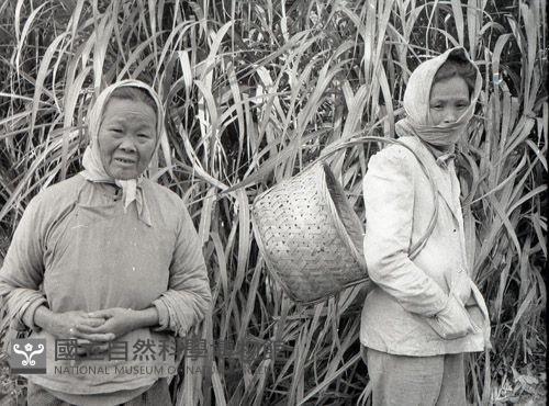 1950至2006年臺灣常民生活藏品圖，第1張