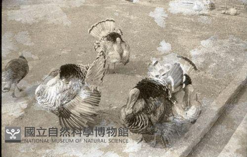 1950至2006年臺灣常民生活藏品圖，第1張
