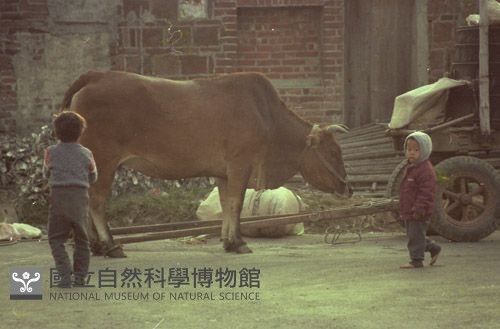1950至2006年臺灣常民生活藏品圖，第1張
