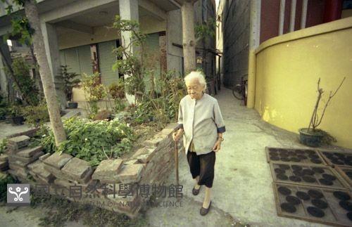 1950至2006年臺灣常民生活藏品圖，第1張