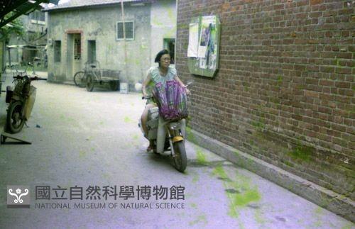 1950至2006年臺灣常民生活藏品圖，第1張