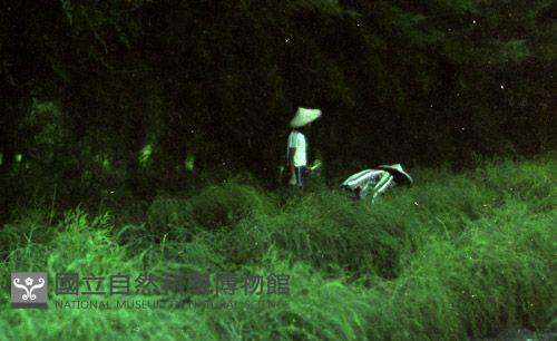 1950至2006年臺灣常民生活藏品圖，第1張