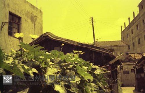 1950至2006年臺灣常民生活藏品圖，第1張