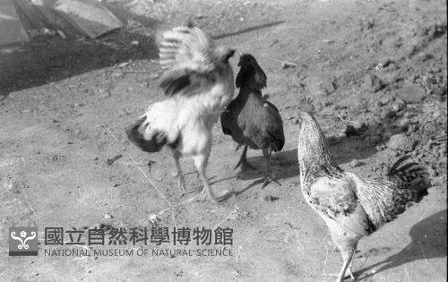 1950至2006年臺灣常民生活藏品圖，第1張