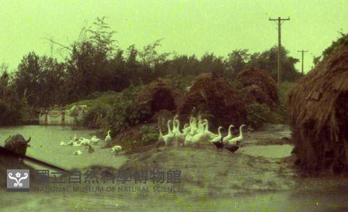 1950至2006年臺灣常民生活藏品圖，第1張