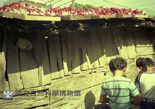 1950至2006年臺灣常民生活藏品圖，第1張