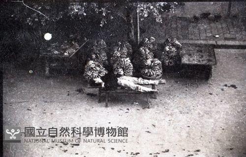 1950至2006年台灣常民生活(No:149-4 黑)藏品圖，第1張