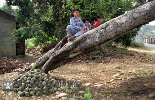 1950至2006年臺灣常民生活藏品圖，第1張