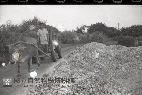 1950至2006年臺灣常民生活藏品圖，第1張