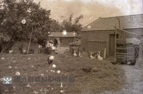 1950至2006年臺灣常民生活藏品圖，第1張