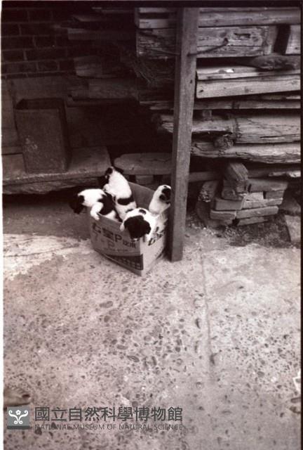 1950至2006年臺灣常民生活藏品圖，第1張
