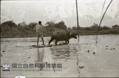 1950至2006年臺灣常民生活藏品圖，第1張