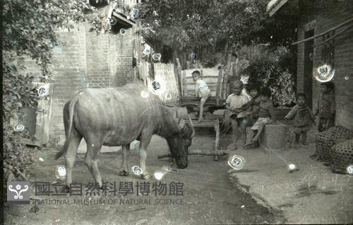 1950至2006年臺灣常民生活藏品圖，第1張
