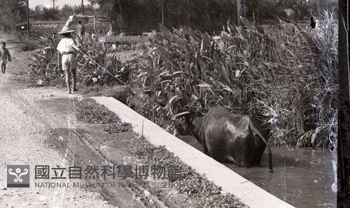 1950至2006年臺灣常民生活 藏品圖，第1張