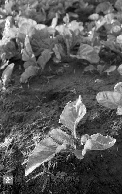 1950至2006年臺灣常民生活藏品圖，第1張