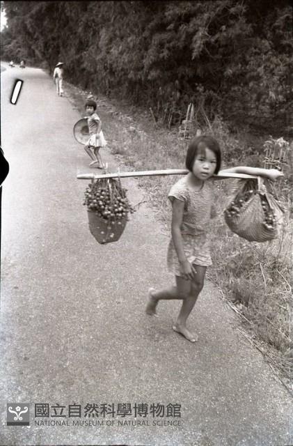 1950至2006年臺灣常民生活藏品圖，第1張