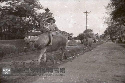 1950至2006年臺灣常民生活藏品圖，第1張