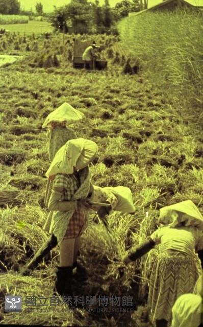 1950至2006年臺灣常民生活藏品圖，第1張
