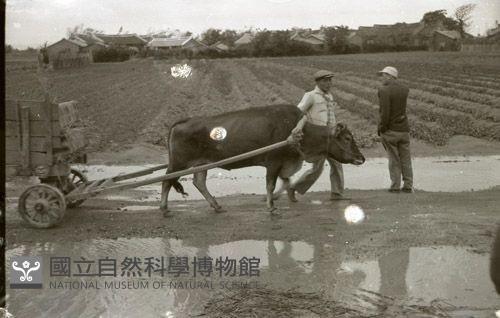 1950至2006年臺灣常民生活藏品圖，第1張