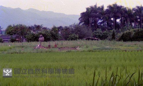 1950至2006年臺灣常民生活藏品圖，第1張