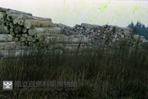 1950至2006年臺灣常民生活藏品圖，第1張
