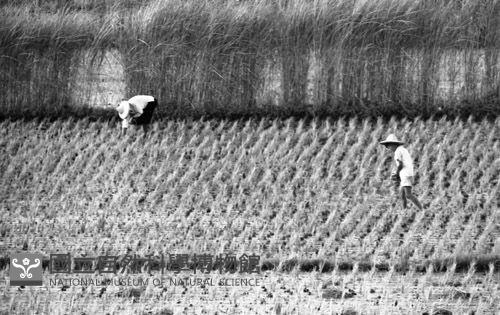 1950至2006年臺灣常民生活藏品圖，第1張