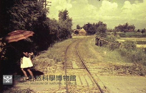 1950至2006年臺灣常民生活藏品圖，第1張
