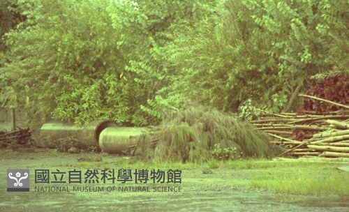 1950至2006年臺灣常民生活藏品圖，第1張