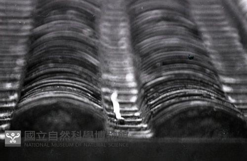 1950至2006年台灣常民生活藏品圖，第1張