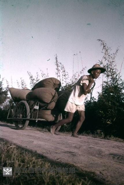 〈豐收〉（1950至2006年臺灣常民生活）藏品圖，第1張