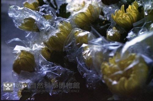 1950至2006年臺灣常民生活藏品圖，第1張