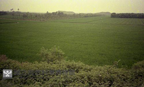 1950至2006年臺灣常民生活藏品圖，第1張