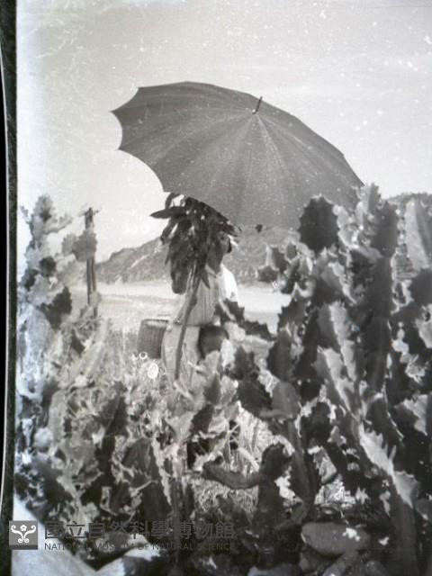1950至2006年台灣常民生活藏品圖，第1張