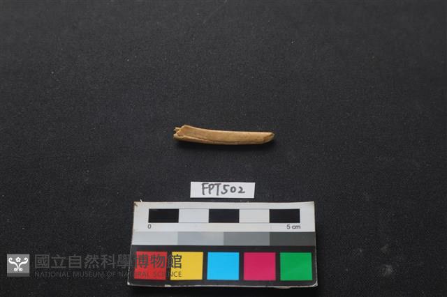 魚骨藏品圖，第1張
