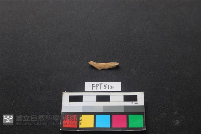 魚骨藏品圖，第1張