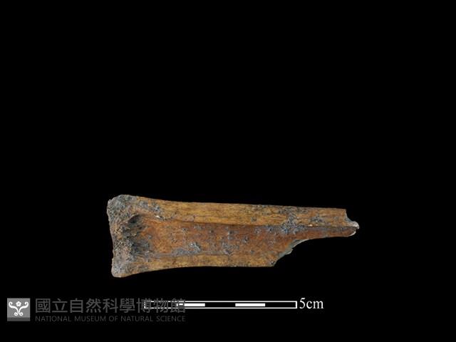 Accession Number:CSCSNS-2019-AB0812 Collection Image