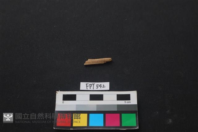 魚骨藏品圖，第1張