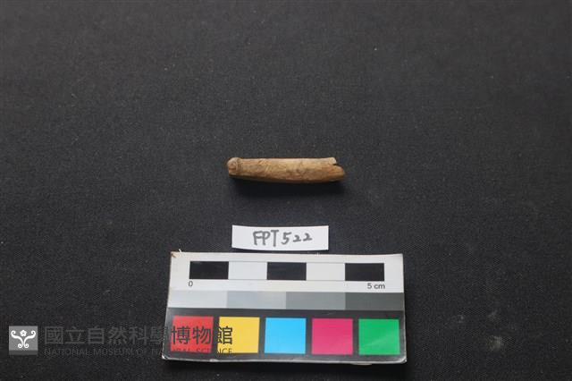 魚骨藏品圖，第1張