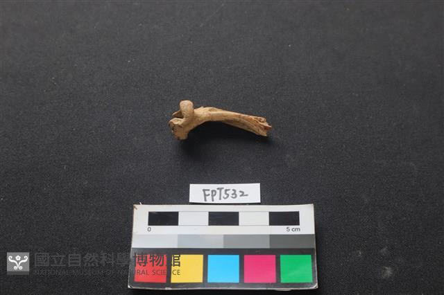 魚骨藏品圖，第1張