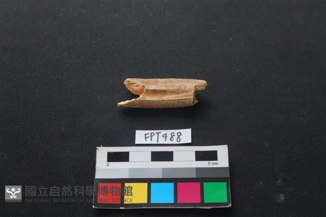 哺乳類動物骨藏品圖，第1張