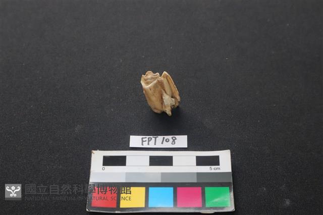 鹿骨藏品圖，第1張