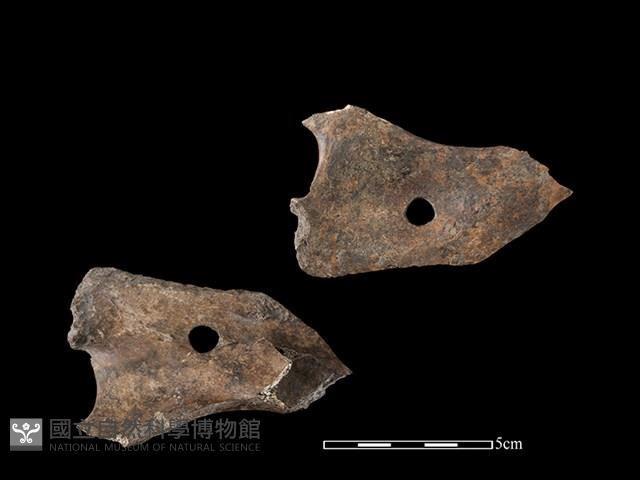 帶加工痕獸骨藏品圖，第1張