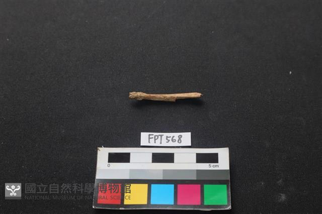 魚骨藏品圖，第1張