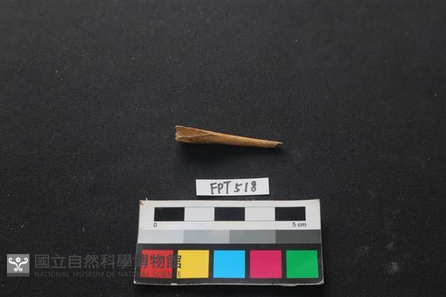魚骨藏品圖，第1張