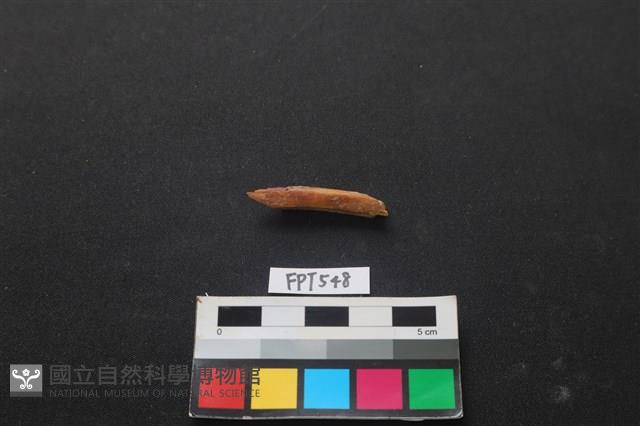 魚骨藏品圖，第1張