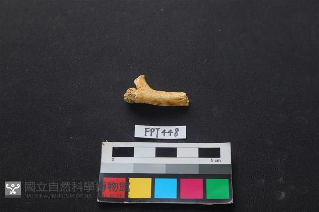 鹿骨藏品圖，第1張