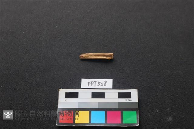 魚骨藏品圖，第1張