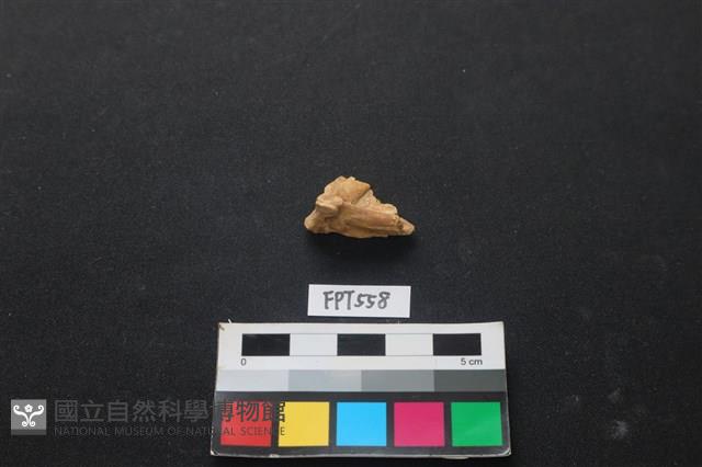 魚骨藏品圖，第1張