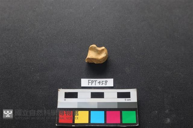 鹿骨藏品圖，第1張