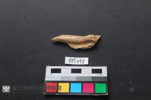 魚骨藏品圖，第1張